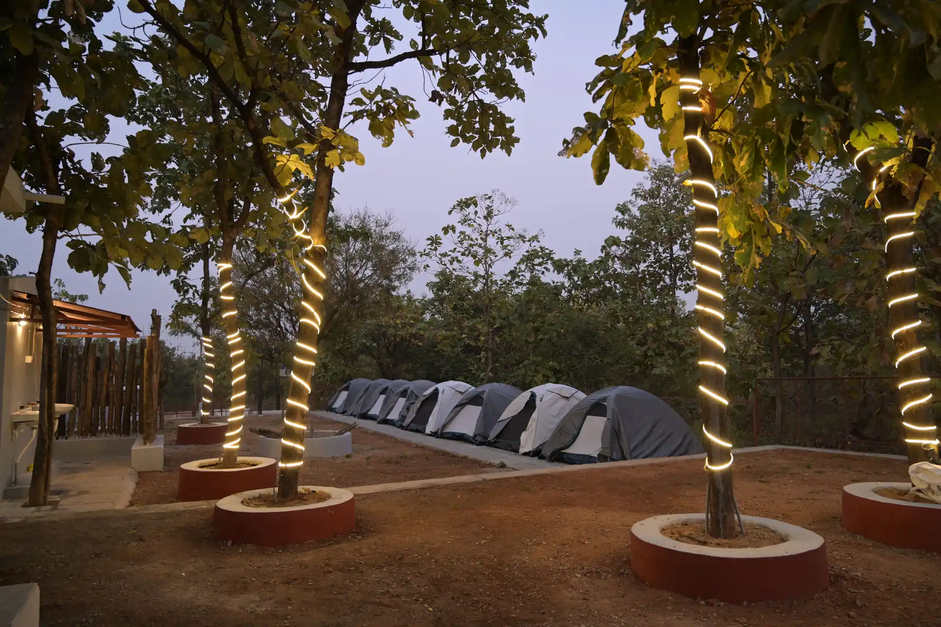 Row of tents pitched under fairy-lit trees at twilight